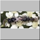 Mimumesa sp - Grabwespe 07f 6-7mm Paarung.jpg